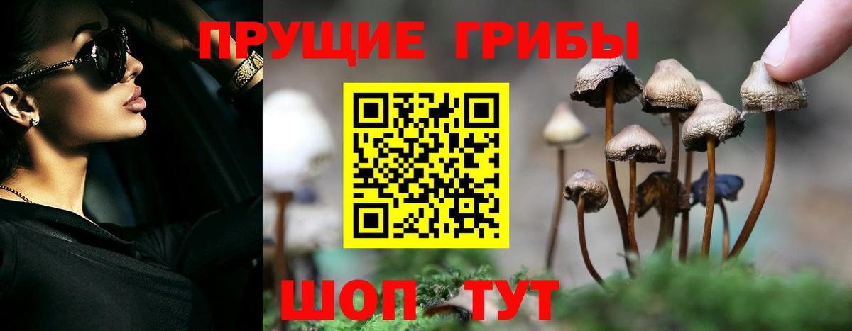 Галлюциногенные грибы Psilocybe Воткинск